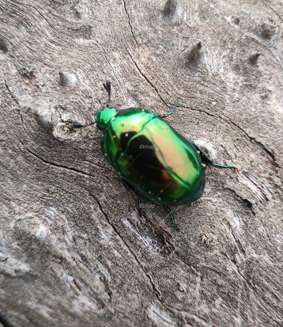 Es una imágen que refleja un muestra de los colores más hermosos de la naturaleza: los iridiscentes.