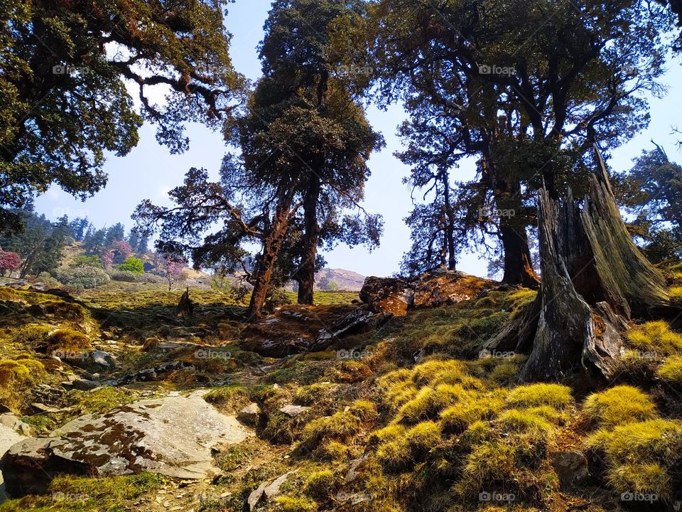 A beautiful landscape with Moss on tree trunk and fresh grass