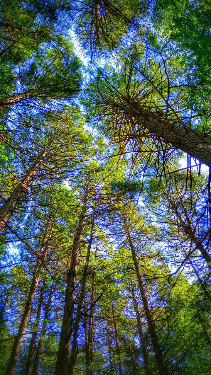 Low angle view of canopy of trees