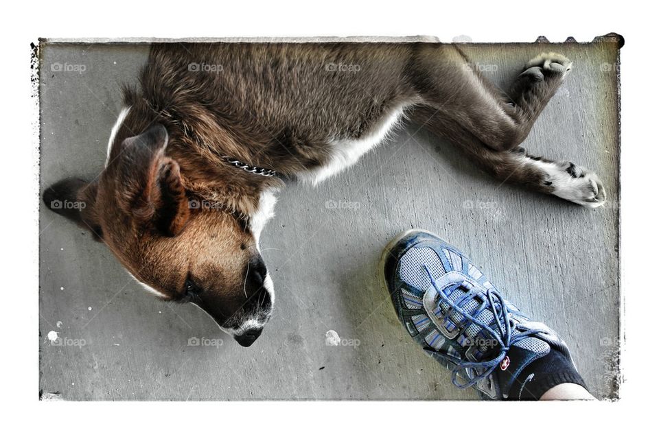 dog and shoe
