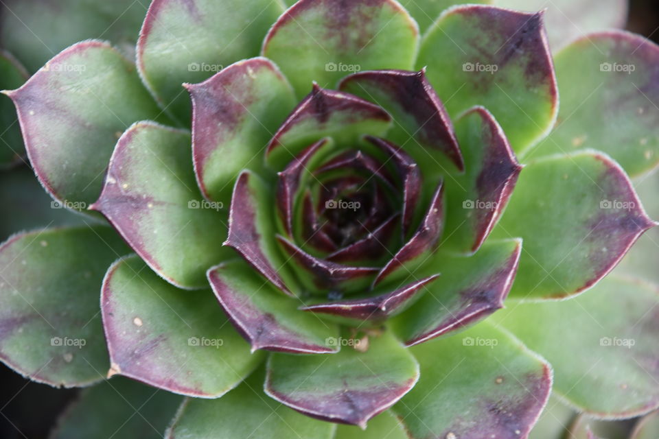 Hens and chicks close-up