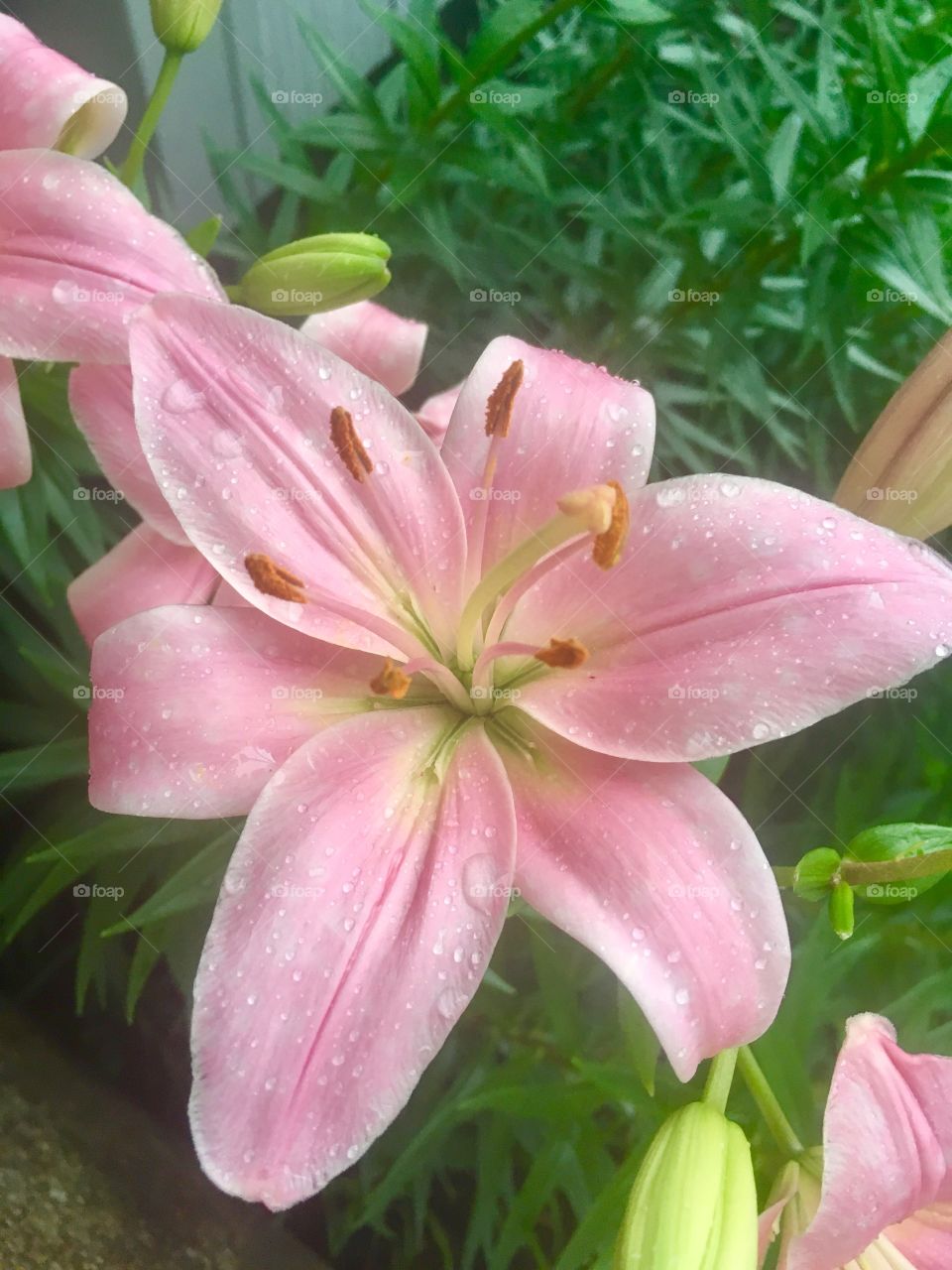 Raindrops on a pink lily In the summer.