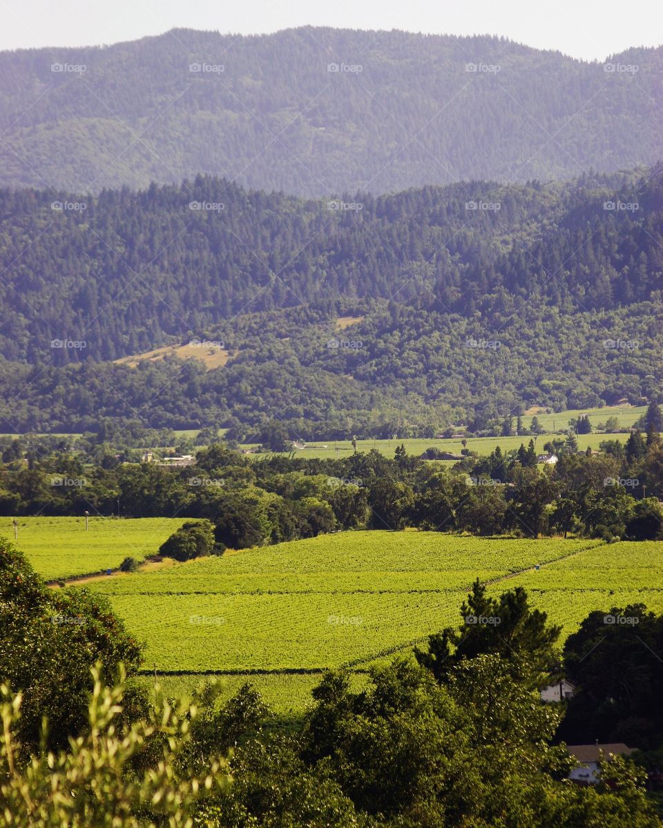 landscape of Napa Valley
