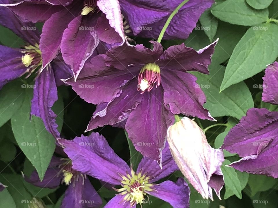 Clematis 