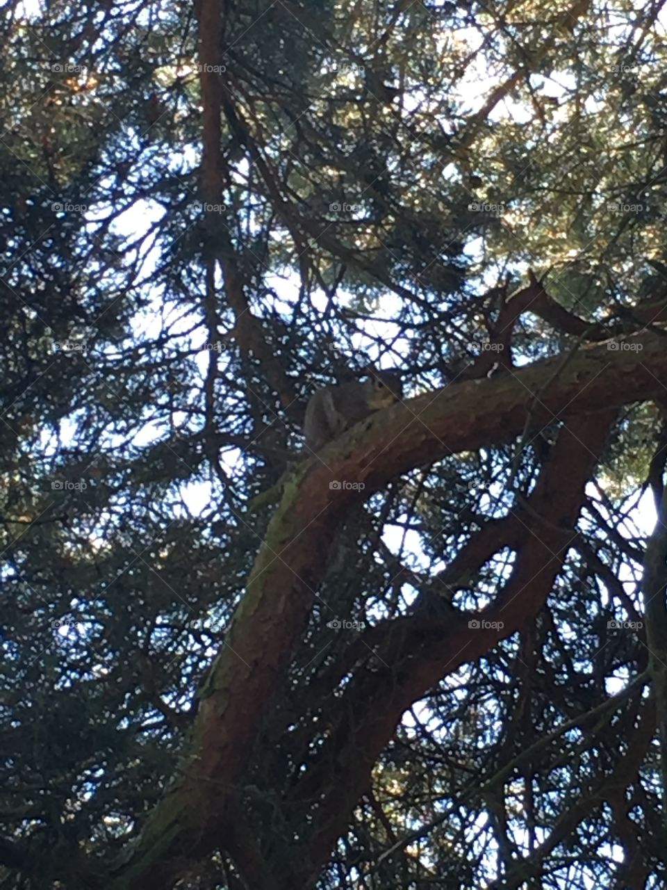 Squirrel hiding on a branch in a pine tree in summer in the garden 
