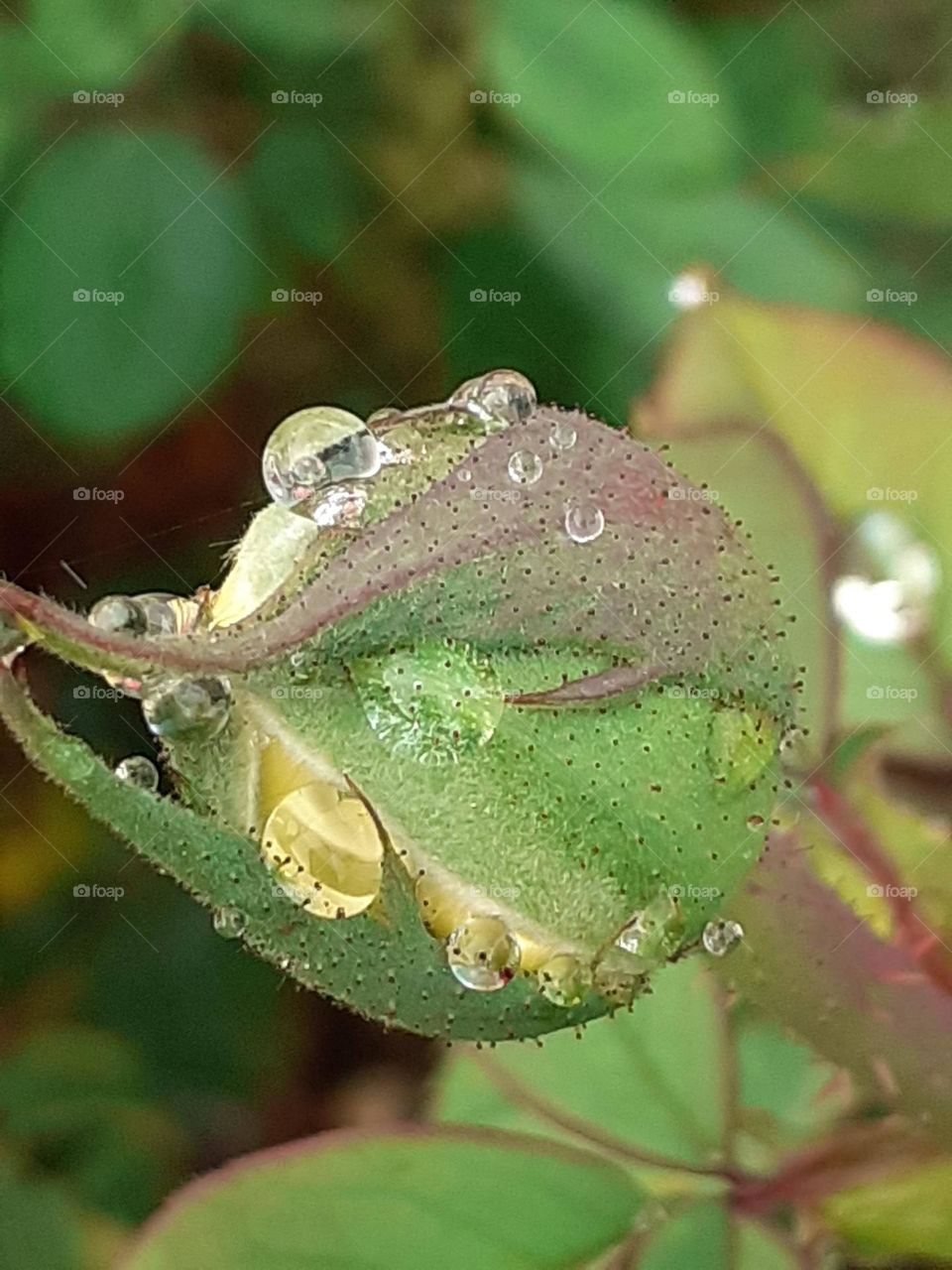 gotas sobre flor incipiente