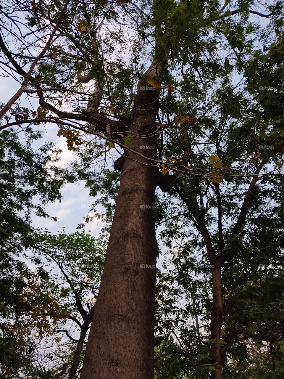 Beautiful😍 and tall tree 🌳