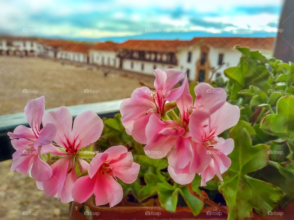 Main square of Villa de Leyva Boyacá Colombia during the May 2020 quarantine in which beautiful pink flowers are seen in the foreground. Casa del maestro Acuña, plaza principal.