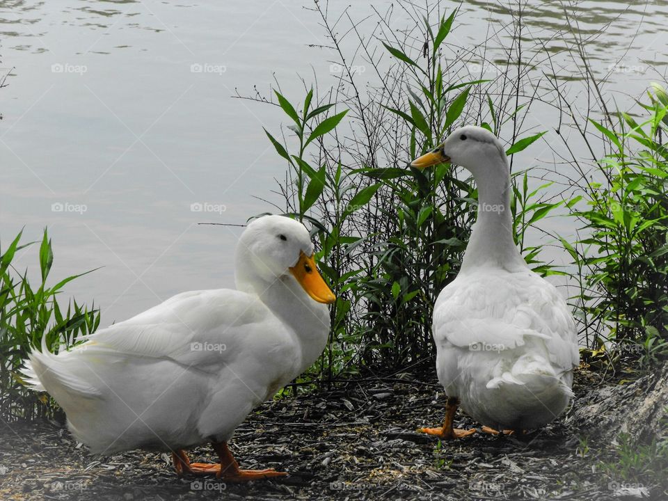 White ducks on land