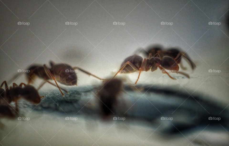 ant