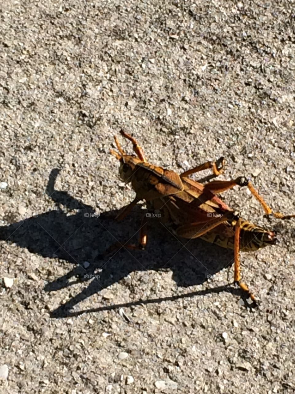 Invertebrate, Insect, No Person, Wildlife, Nature