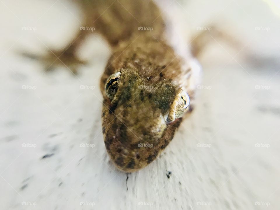 Little lizard | Photo with iPhone 7 + Macro lens.
