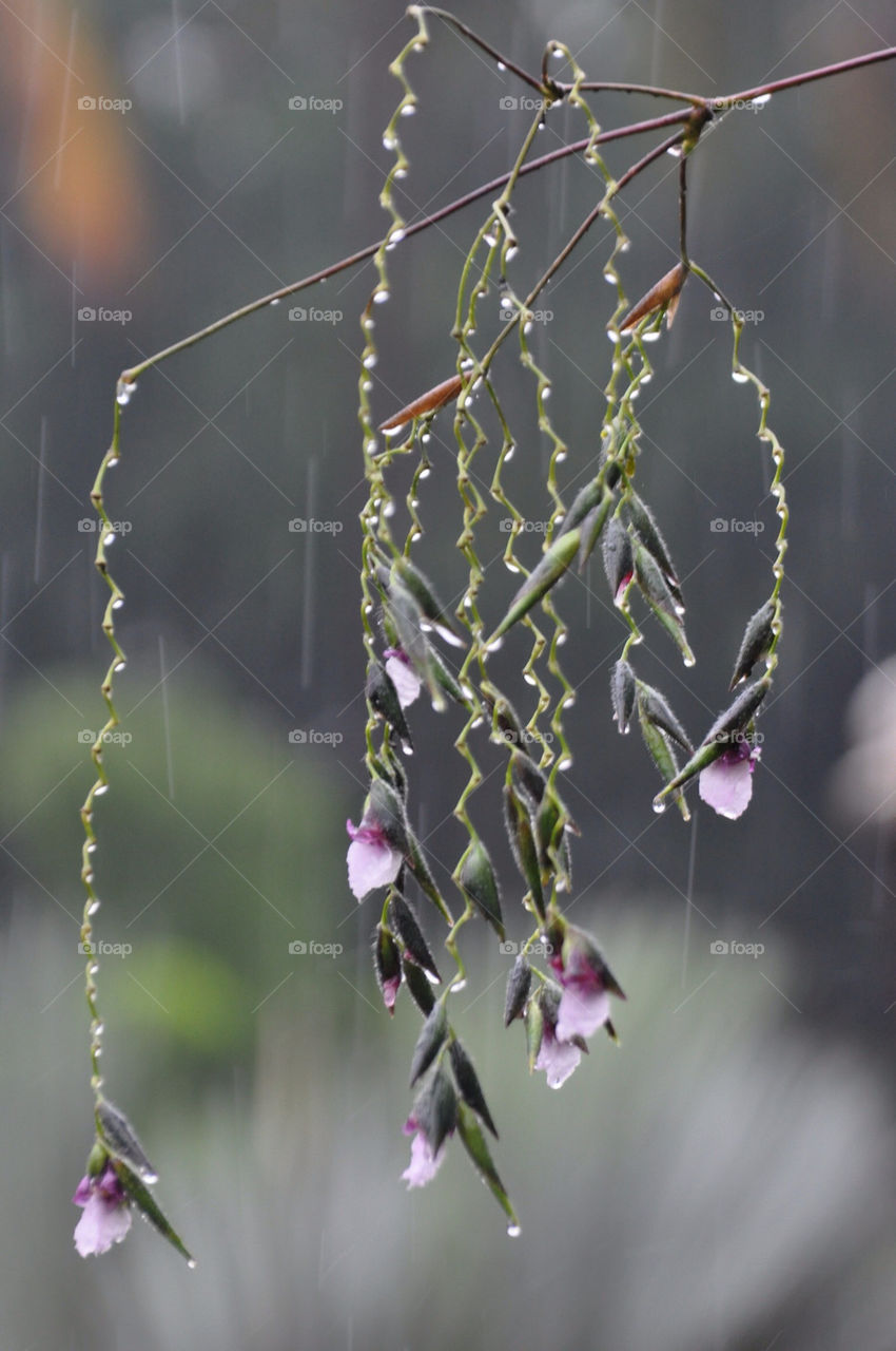 flowers abstract rain asia by walters