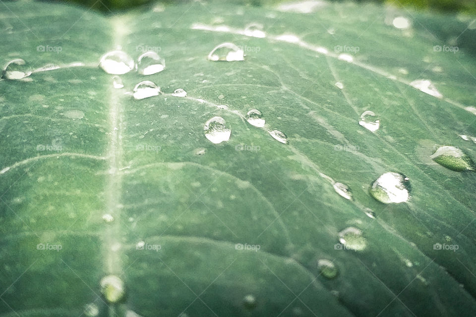 beautiful water drop in rainy season