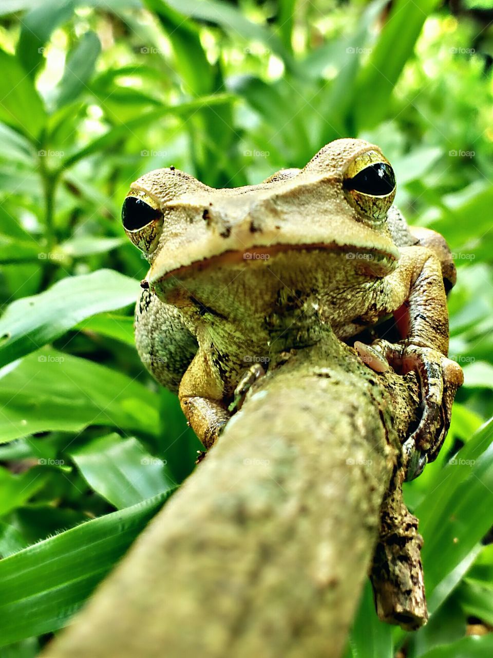 frog