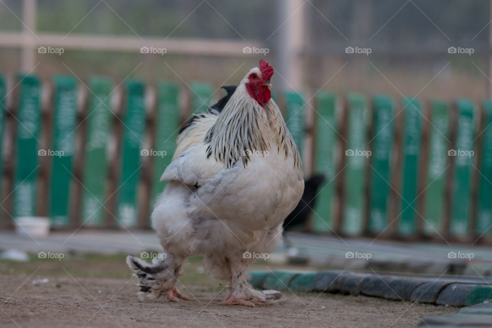 Bird, Poultry, Farm, Fence, Nature