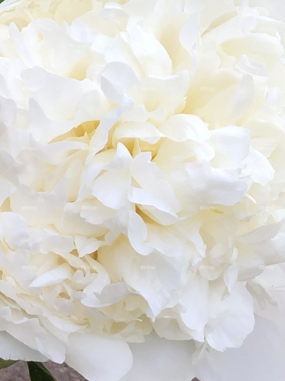 White peonies from the garden 