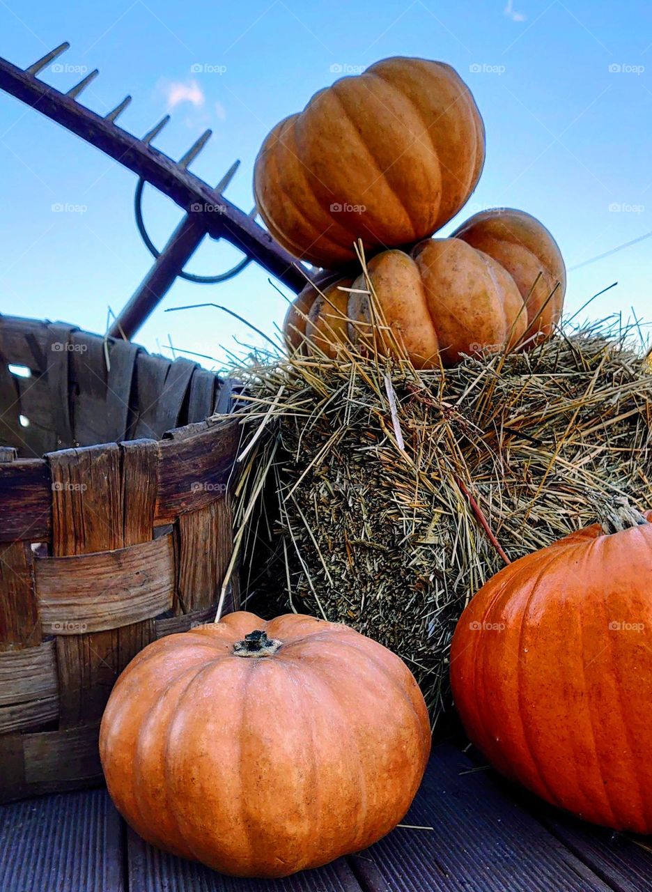 Pumpkin time 🎃🍂 Autumn mood 🎃🍁 Farm🎃🍁