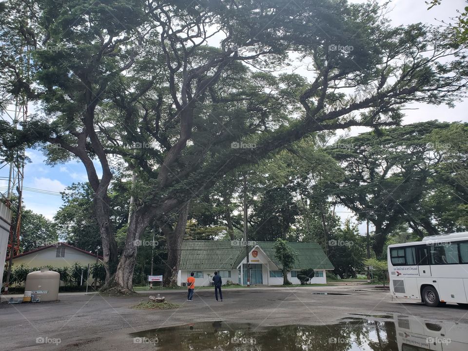 big tree middle of city