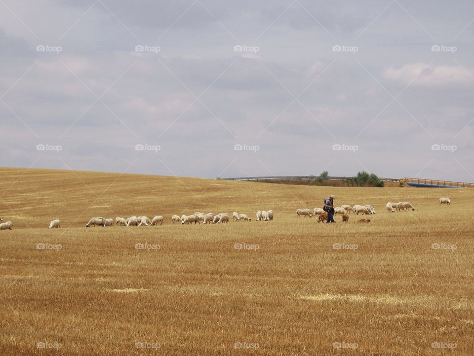 Fields with sheep