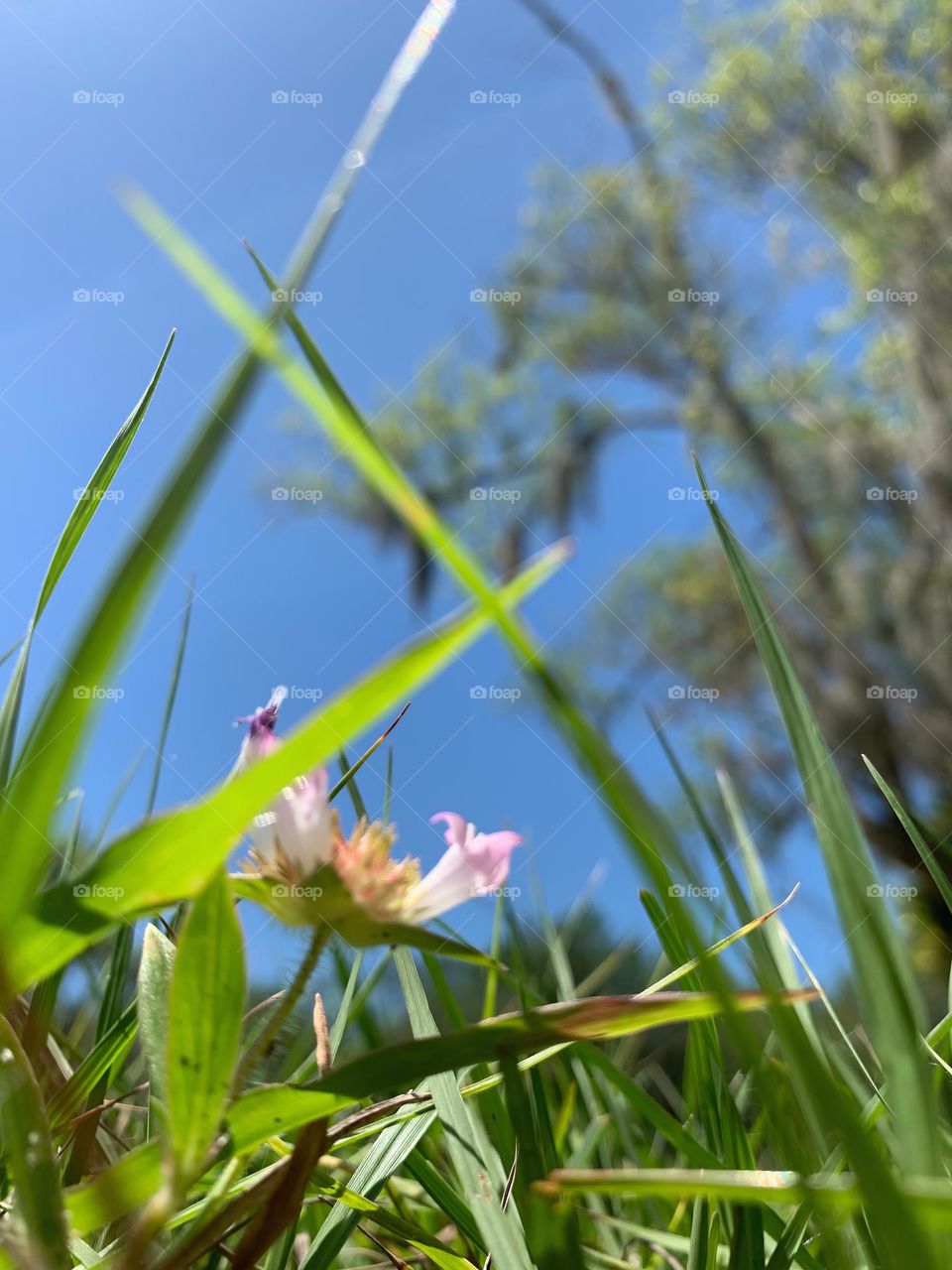 From The Ground, Pretty Flowers 