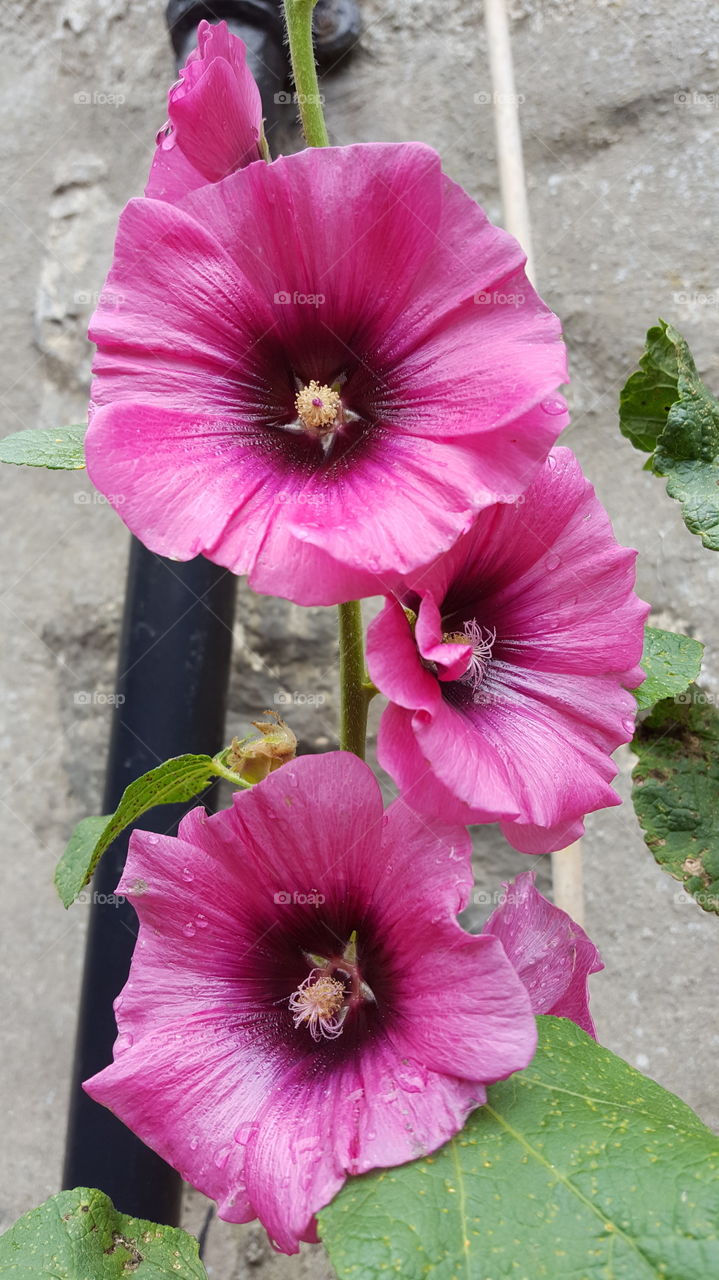 hollyhock