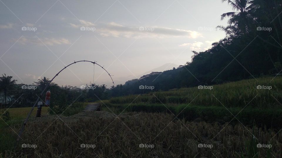 Beautiful view in the afternoon in the rice fields