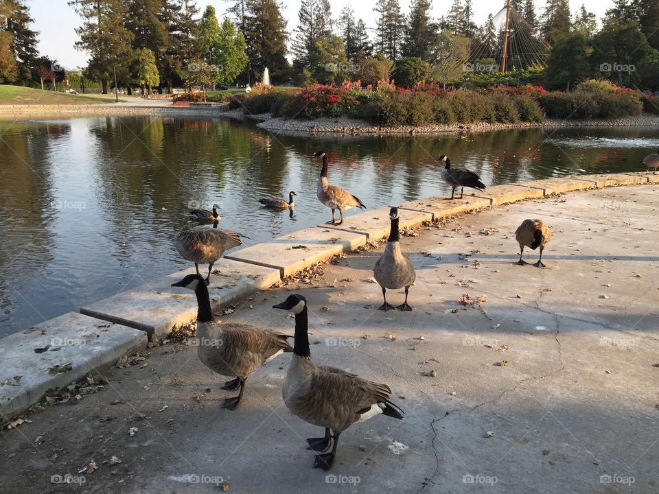 Beautiful park's walkway littered with duck waste