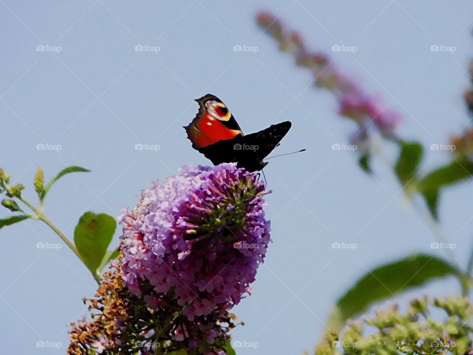 Life at the top of the tree