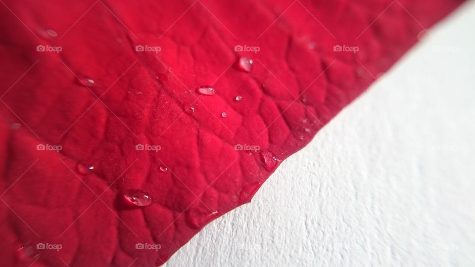 Close-up of red leaf with water drop