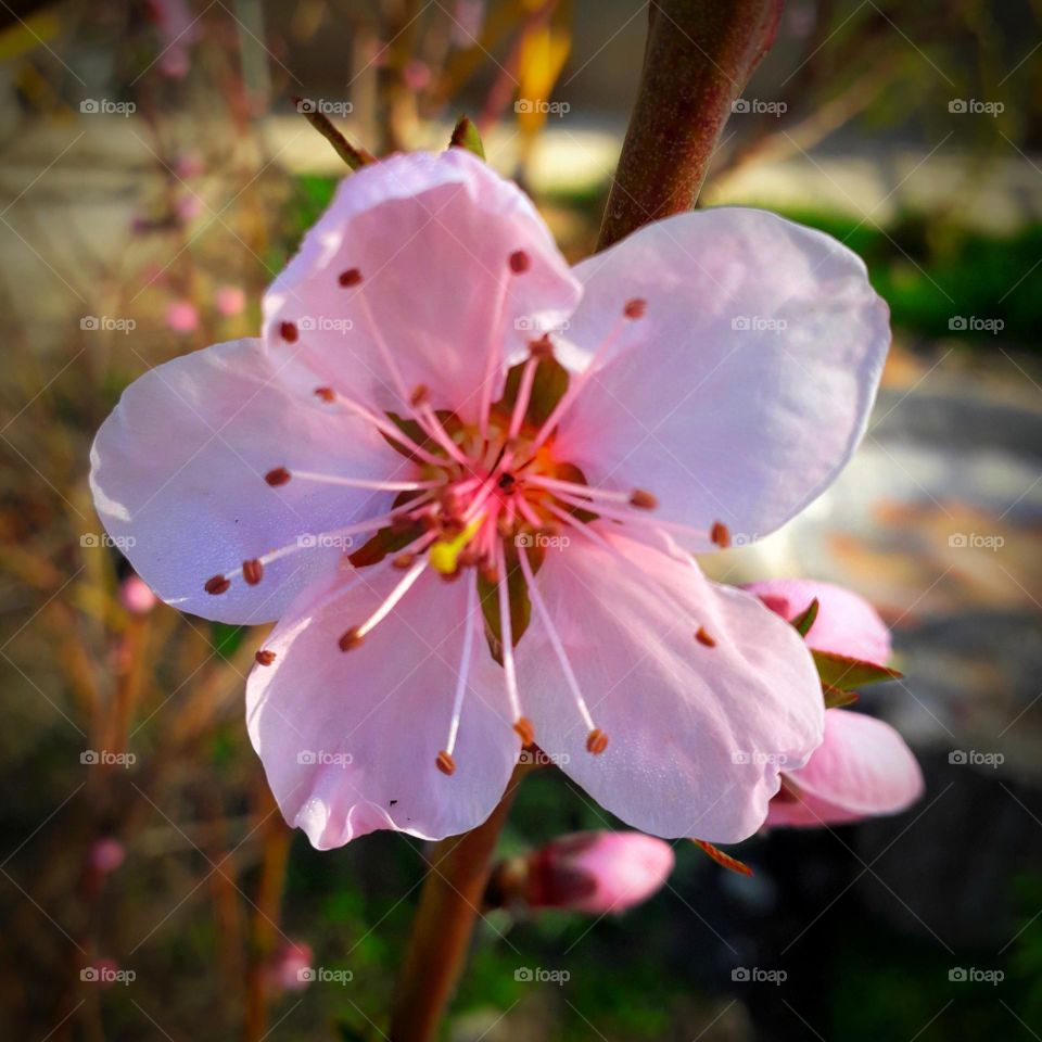 spring flower