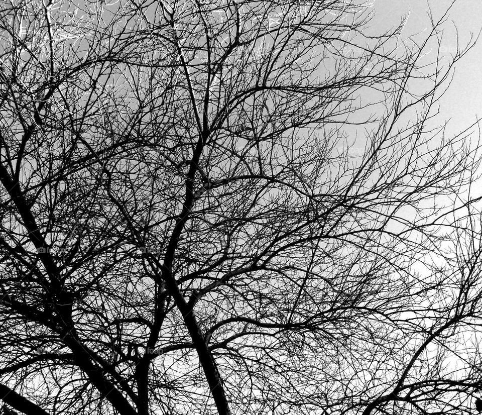 Emaranhado romantico e melancólico.