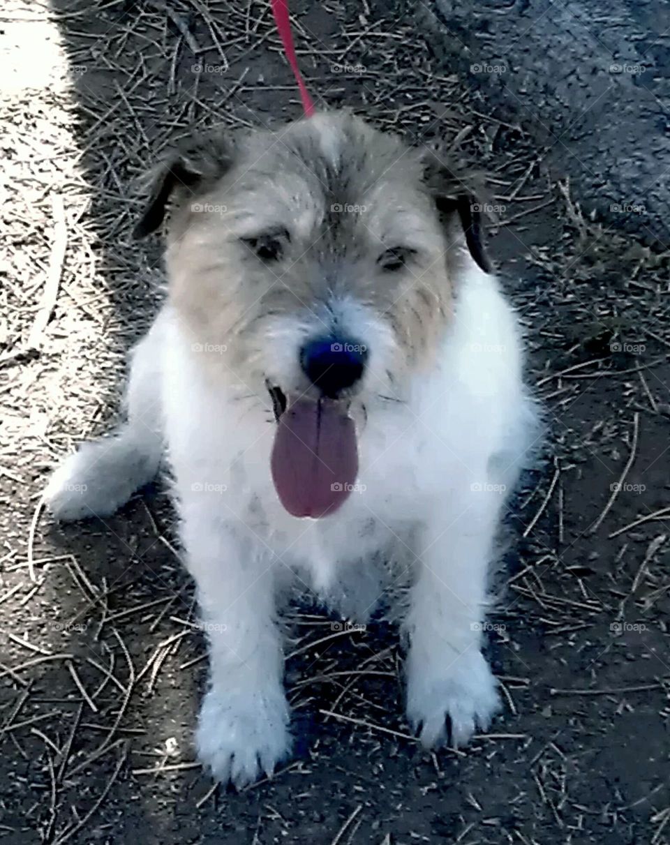 Baxter, a Parson Russell terrier, is extremely loyal to animals and humans in his family.