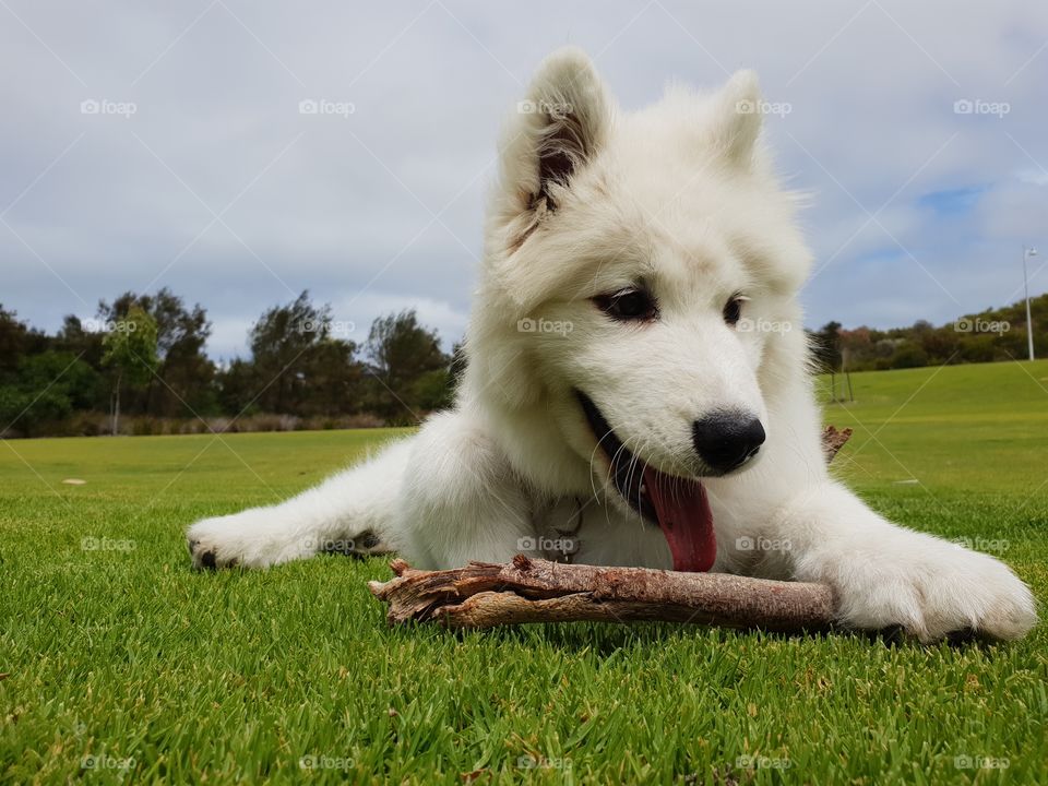 puppy and his stick