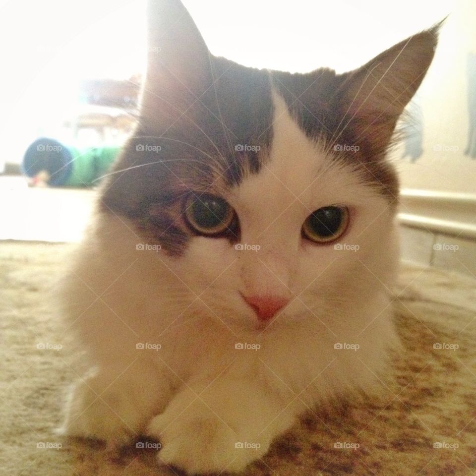 Only the cat knows.... Sometimes you wonder how your cat can switch a computer on, put on a video and make it full screen.  Only the cat knows!