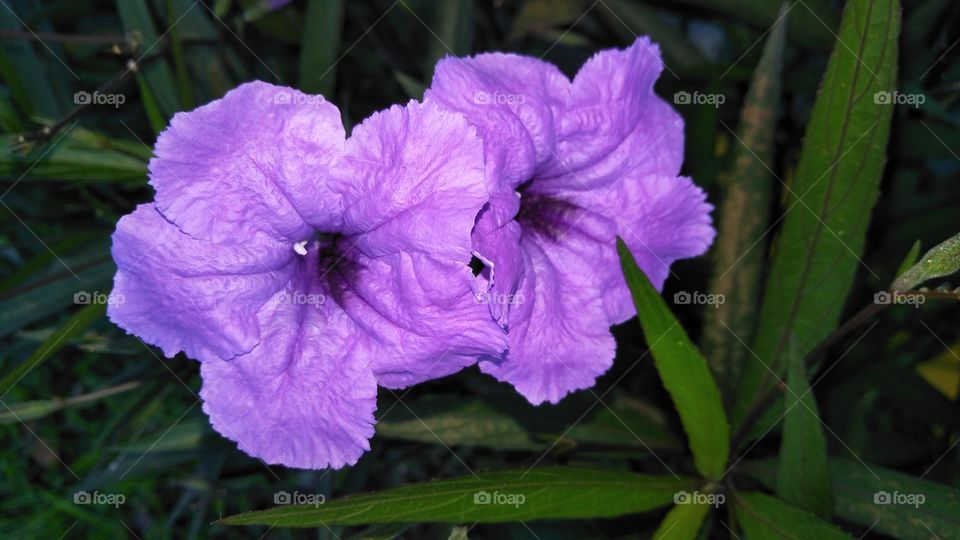 Dua buah bunga warna ungu