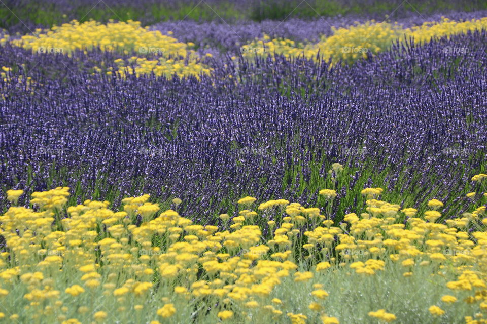 Lavender field and yellow flower popping out here and there - colourful beauty!