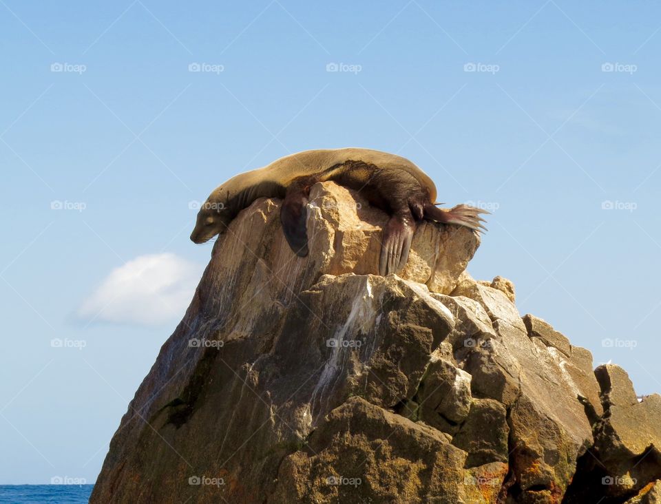 Sea lion sunning itself