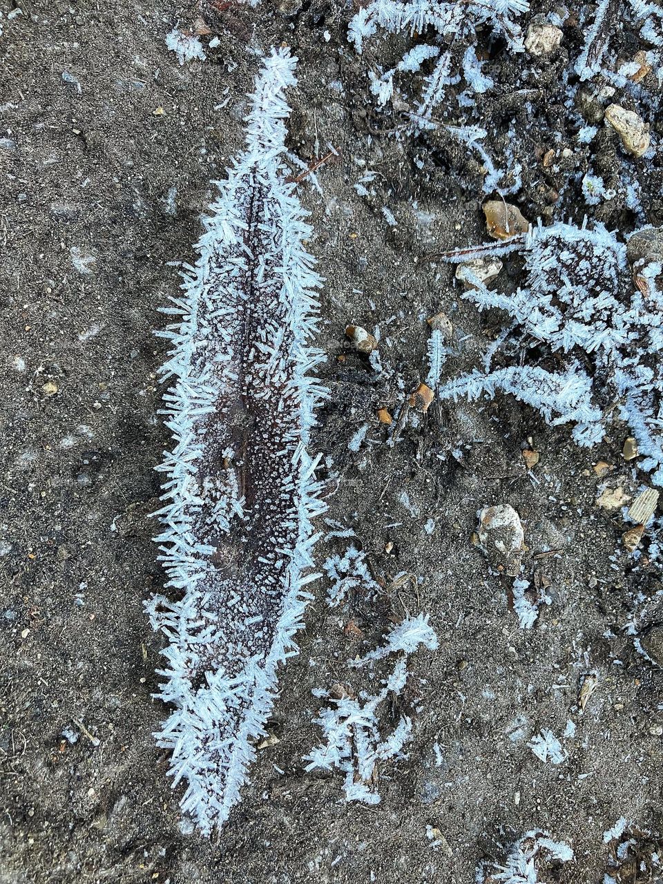 Lonely leaf caught by Jack Frost ❄️