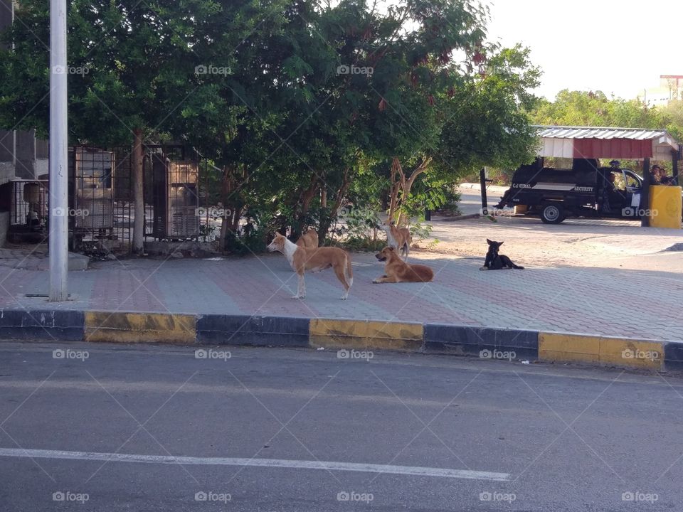 Egypt. Hurghada. Dogs