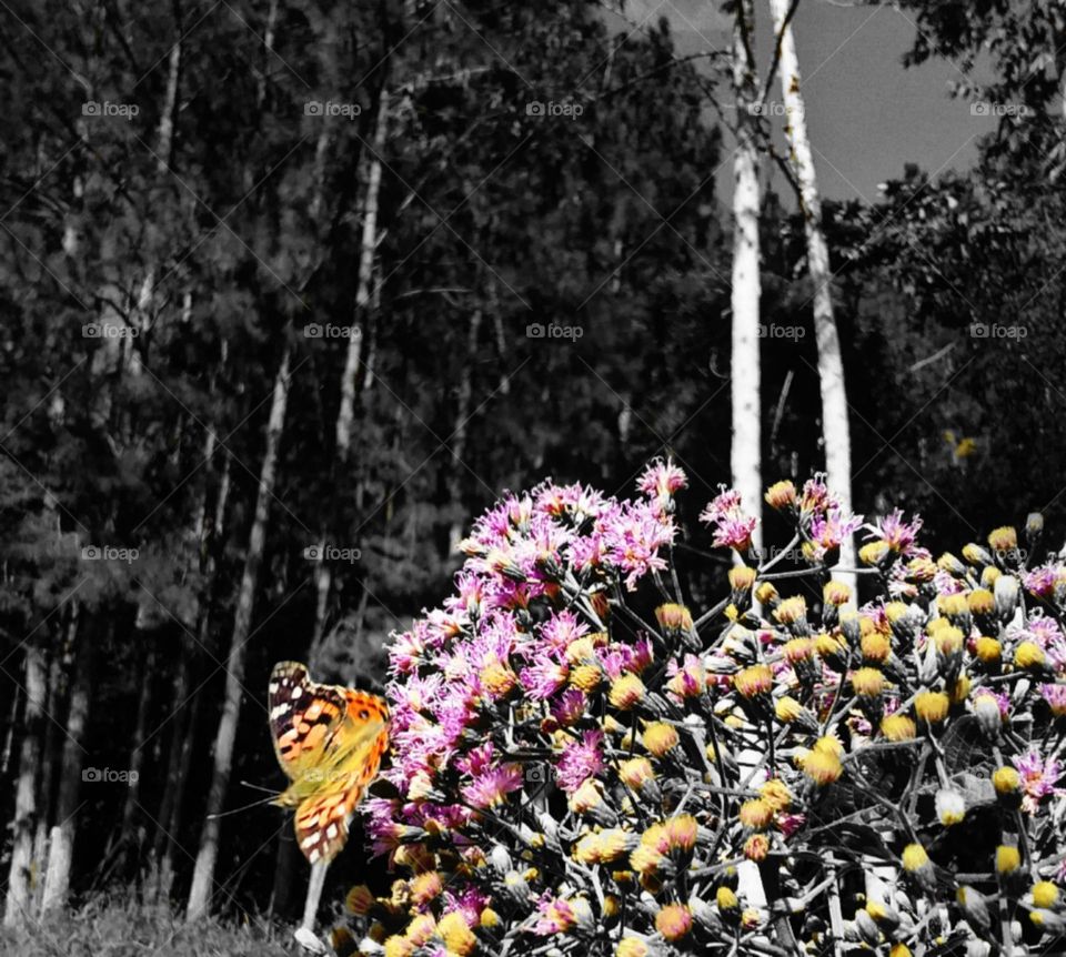 Destaque para as cores da primavera.