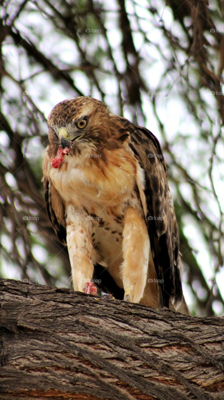 red tailed hawk eating groundhog