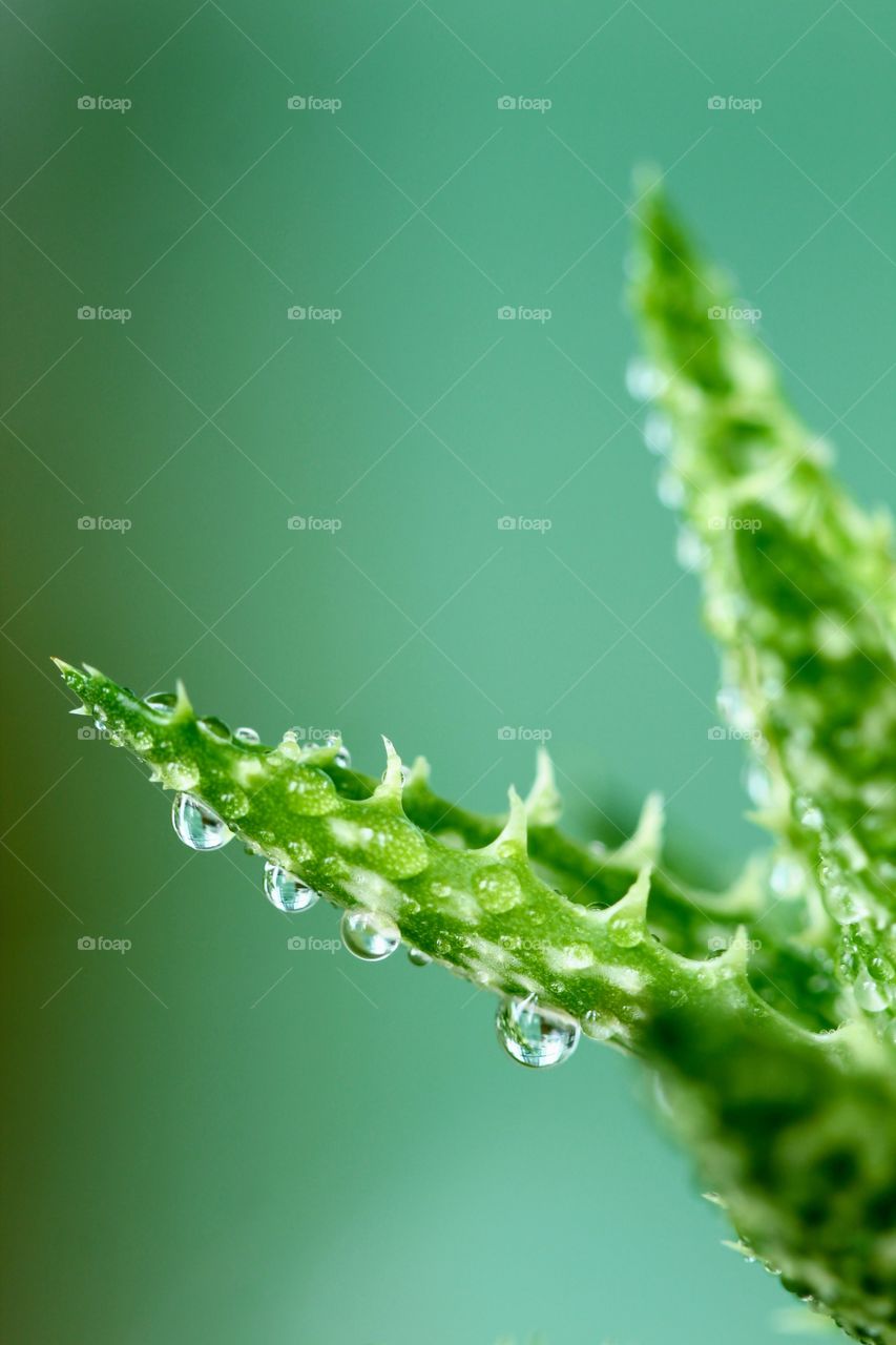 Raindrops on the Plant