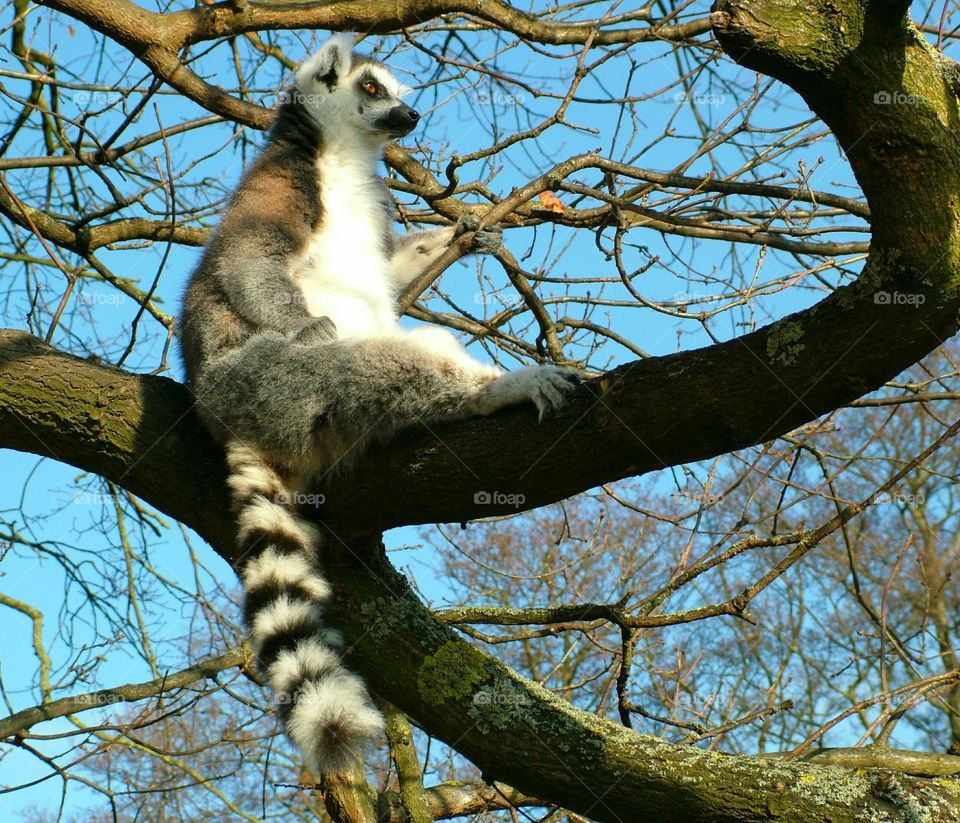 ring-tailed lemur