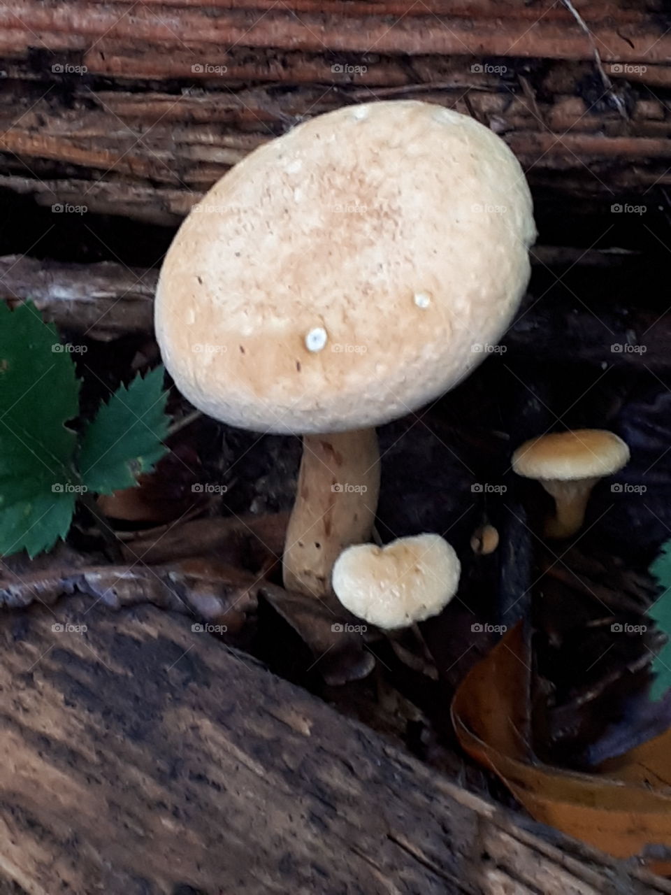 Wild Mushrooms