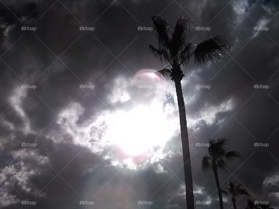 palm rays