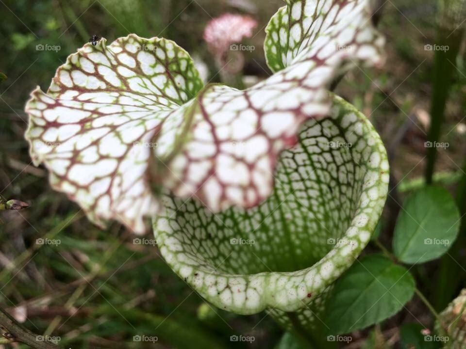 Pitcher plant