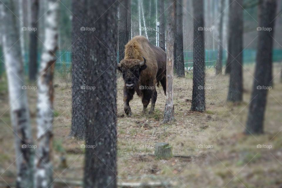 bison