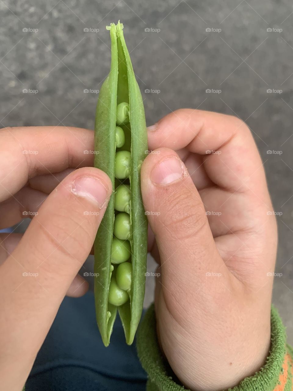 Fresh pea pod opening 