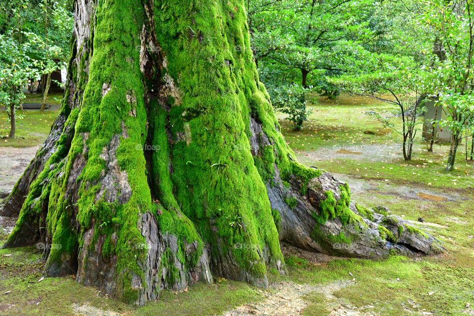 Giant moss tree